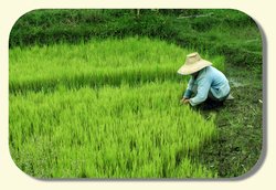 Wieśniak pracujący na polu ryżowym